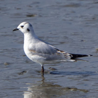 Saunders's Gull
